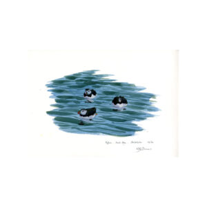 Puffins, Skokholm Island