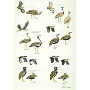 African Bustards, Plate no.2 (print)