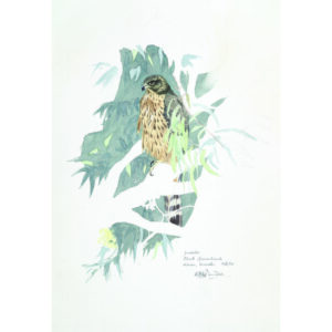 Black sparrow hawk
