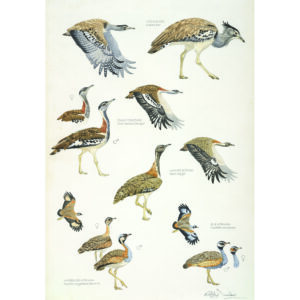 African Bustards, Plate no.1 (print)