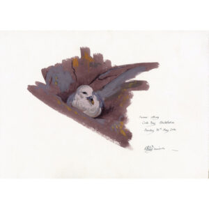 Fulmar sitting, Crab Bay, Skokholm