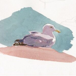 Herring Gull print
