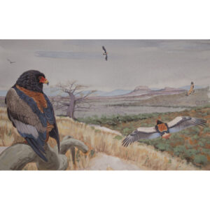 Bateleur, African raptors