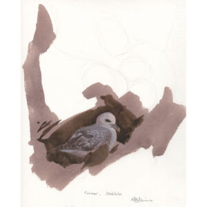 Fulmar nesting