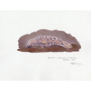 Grey Seal