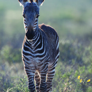 baby mountain zebra