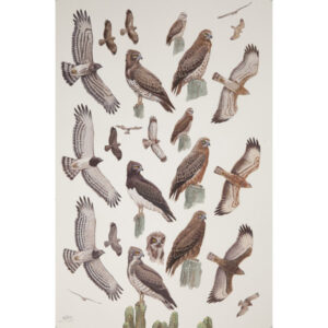 Black-breasted Snake-eagle, Beaudouin's Snake-eagle, Short-toed Snake-eagle
