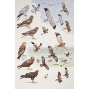 Hen Harrier, Marsh Harrier