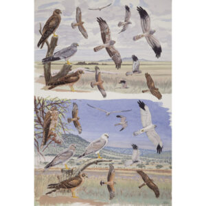 Montagu's Harrier, Pallid Harrier