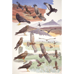 Black Harrier, African Marsh Harrier