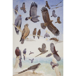 African Harrier-hawk, Gymnogene, Long-tailed Hawk