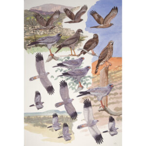 Eastern Pale Chanting Goshawk, Dark Chanting Goshawk, Pale Chanting Goshawk