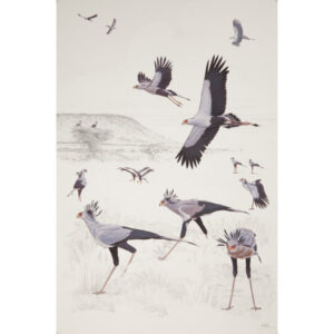 Secretarybird