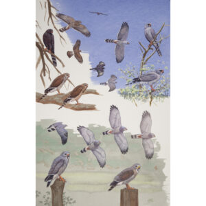 Gabar Goshawk, Lizard Buzzard