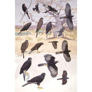 dark morph accipiters, Gabar Goshawk, Ovambo Sparrowhawk, African Goshawk, Black Sparrowhawk