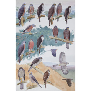 African Goshawk, Red-chested Goshawk, Ethiopian Goshawk