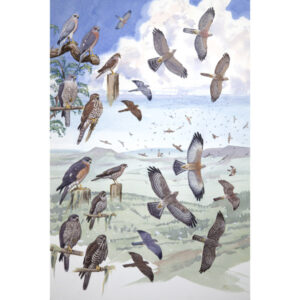 Shikra, Levant Sparrowhawk