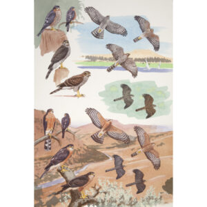 Eurasian Sparrowhawk, Red-breasted Sparrowhawk