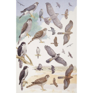 Northern Goshawk, Black Sparrowhawk