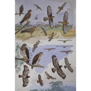 Grasshopper Buzzard, Red-necked Buzzard