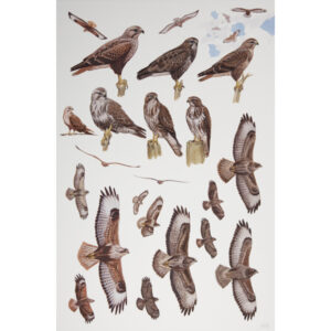 Long-legged Buzzard, Common Buzzard, Steppe Buzzard