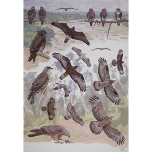 Bat Hawk and Honey Buzzards
