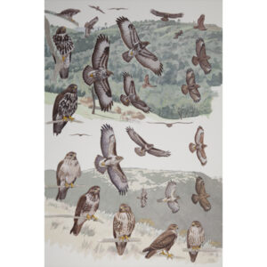 Mountain Buzzard, Forest Buzzard