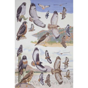 Jackal Buzzard, Augur Buzzard