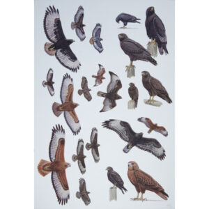 Augur Buzzard, Steppe Buzzard, Long-legged Buzzard, dark morph buzzard, rufous buzzard