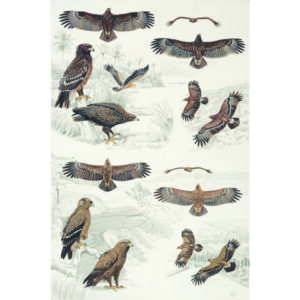 Lesser-spotted Eagle, Greater-spotted Eagle