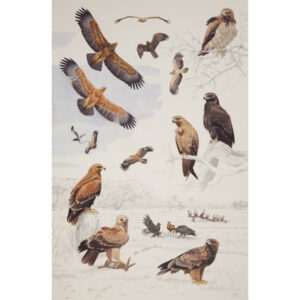 Tawny Eagle