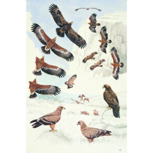 Steppe Eagle