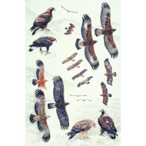 Golden Eagle, Imperial Eagle