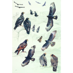 Verreaux's Eagle, Black Eagle