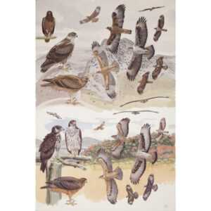 Bonelli's Eagle, African Hawk Eagle