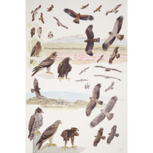 Booted Eagle, Ayres's Eagle