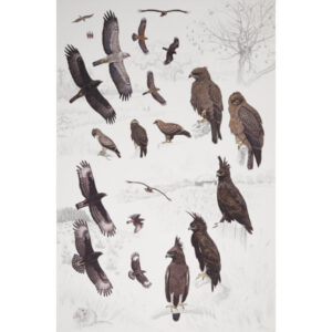 Wahlberg's Eagle, Long-crested Eagle