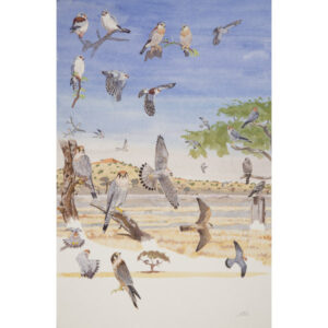 Pygmy Falcon, Red-necked Falcon