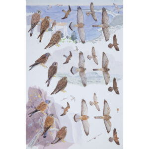 Common Kestrel, Mountain Kestrel, Rock Kestrel