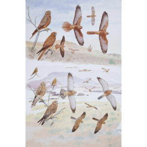 Fox Kestrel, Greater Kestrel, White-eyed Kestrel