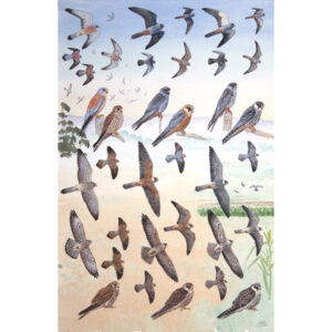 Red-footed Falcon, Amur Falcon, Lesser Kestrel