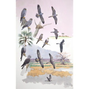 Grey Kestrel, Dickinson's Kestrel