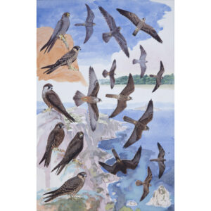 Sooty Falcon, Eleonora's Falcon