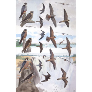 Eurasian Hobby, African Hobby, Taita Falcon