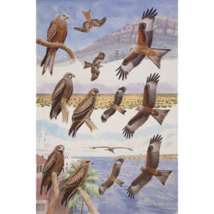 Red Kite, Black Kite, Yellow-billed Kite