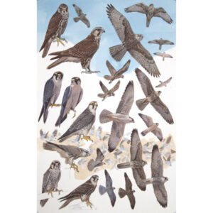 Saker Falcon, Lanner Falcon