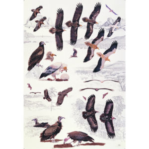 Egyptian Vulture, Hooded Vulture