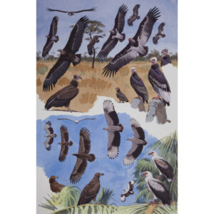 Palm-nut Vulture, White-headed Vulture