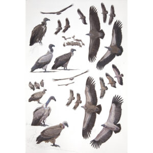 White-backed Vulture, Cape Vulture