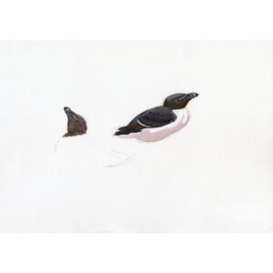 Razorbills, Skokholm